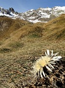 29 Carlina con vista in Valletto-Ponteranica